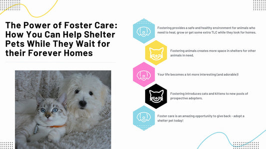 The Power of Foster Care: How You Can Help Shelter Pets While They Wait for their Forever Homes